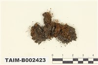 藏品(小壺苔屬)的圖片